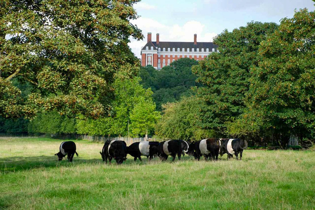 2020's Petersham Meadows. The meadows were formerly part of the lands of Ham House and became protected from development by the 1902 Richmond, Petersham and Ham Open Spaces Act of Parliament. The tenancy of Petersham Farm passed through many hands until 1880 when Mr Hornby obtained the tenancy and was soon joined by Mr Clarke to found the Petersham based dairy of Hornby and Clarke. The Petersham herd supplied the milk. This business was a well-established and well-patronised feature of Richmond life until 1960 with shops selling their dairy products all over Richmond and South West London. A magnificent example of a Hornby and Clarke shop still exists in the Richmond Hill area although the shop is no longer a dairy. The lease then passed to Express Dairy who continued to operated the farm. In 1982 private investors took over the lease and they intended to maintain the dairy herd, but it was impossible to maintain a viable dairy business in the face of the changing commercial environment and EEC regulations on milk production. For some years prior to 2001, the land was let to a grazier who maintained a beef herd on the land. The Petersham Trust was formed in 1998 to protect grazing and they acquired the lease and management in 2001 to look after a small herd of beef cattle. (Courtesy www.petershamvillage.org)