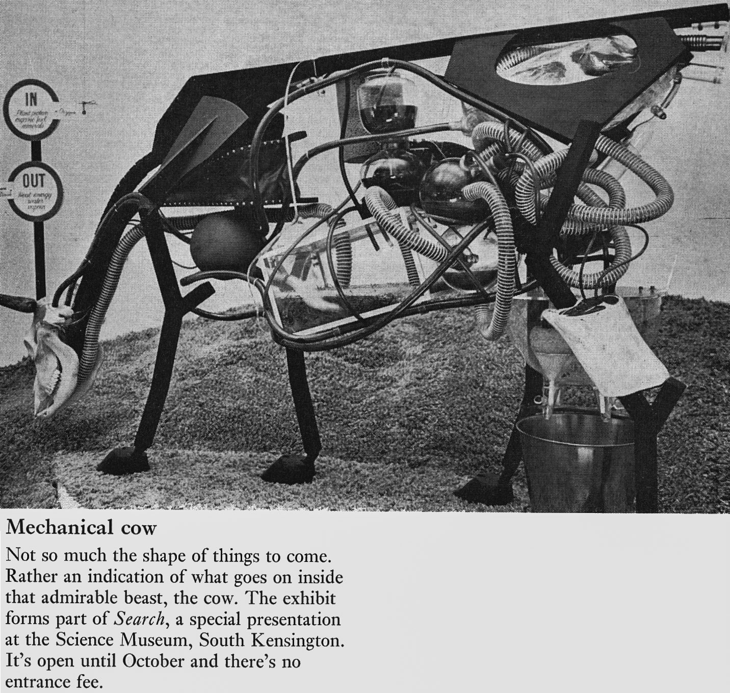 1972 'Mechanical' cow at the Science Museum. (Express News Summer)