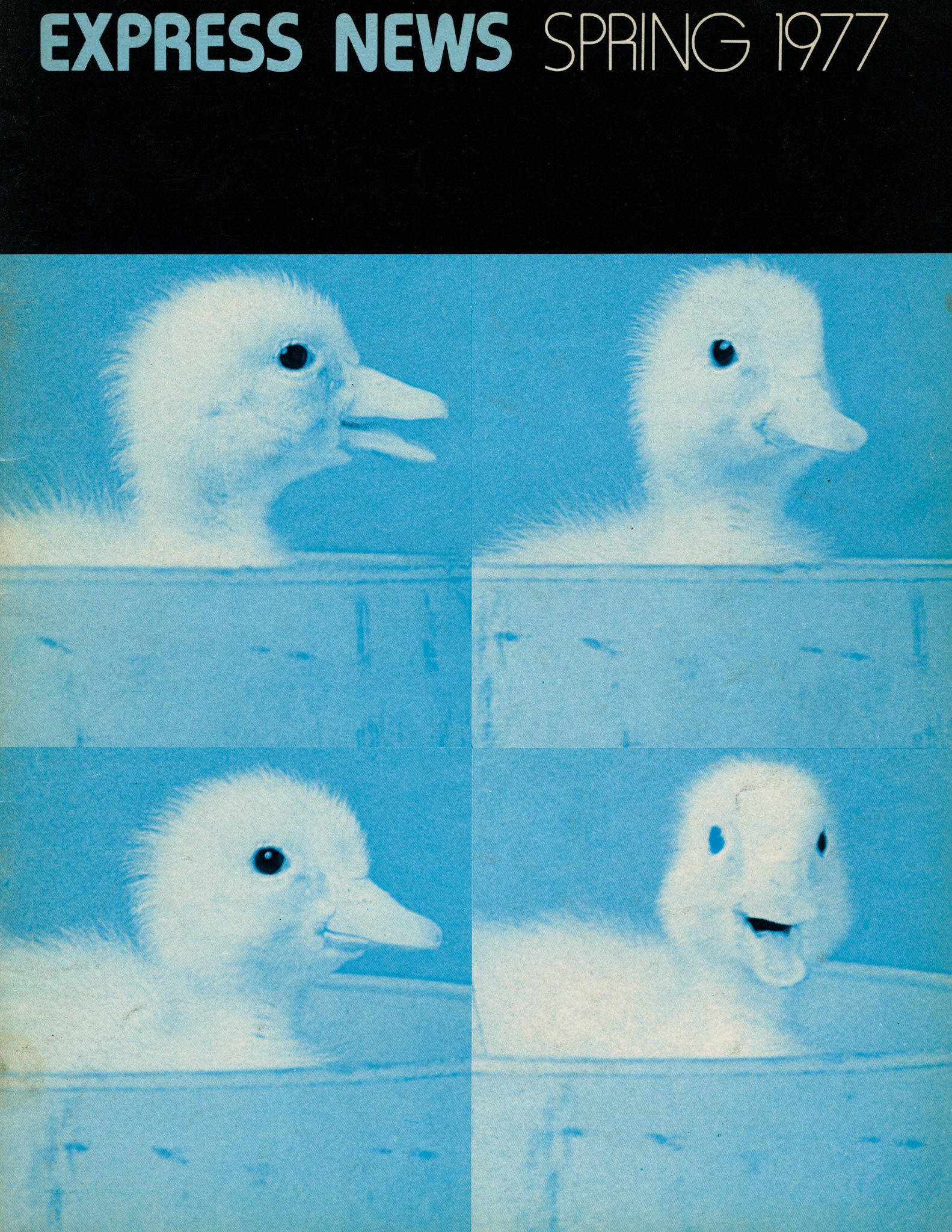 1977 One day old ducklings at the Cherry Valley Farm hatchery in Market Rasen, Lincs
