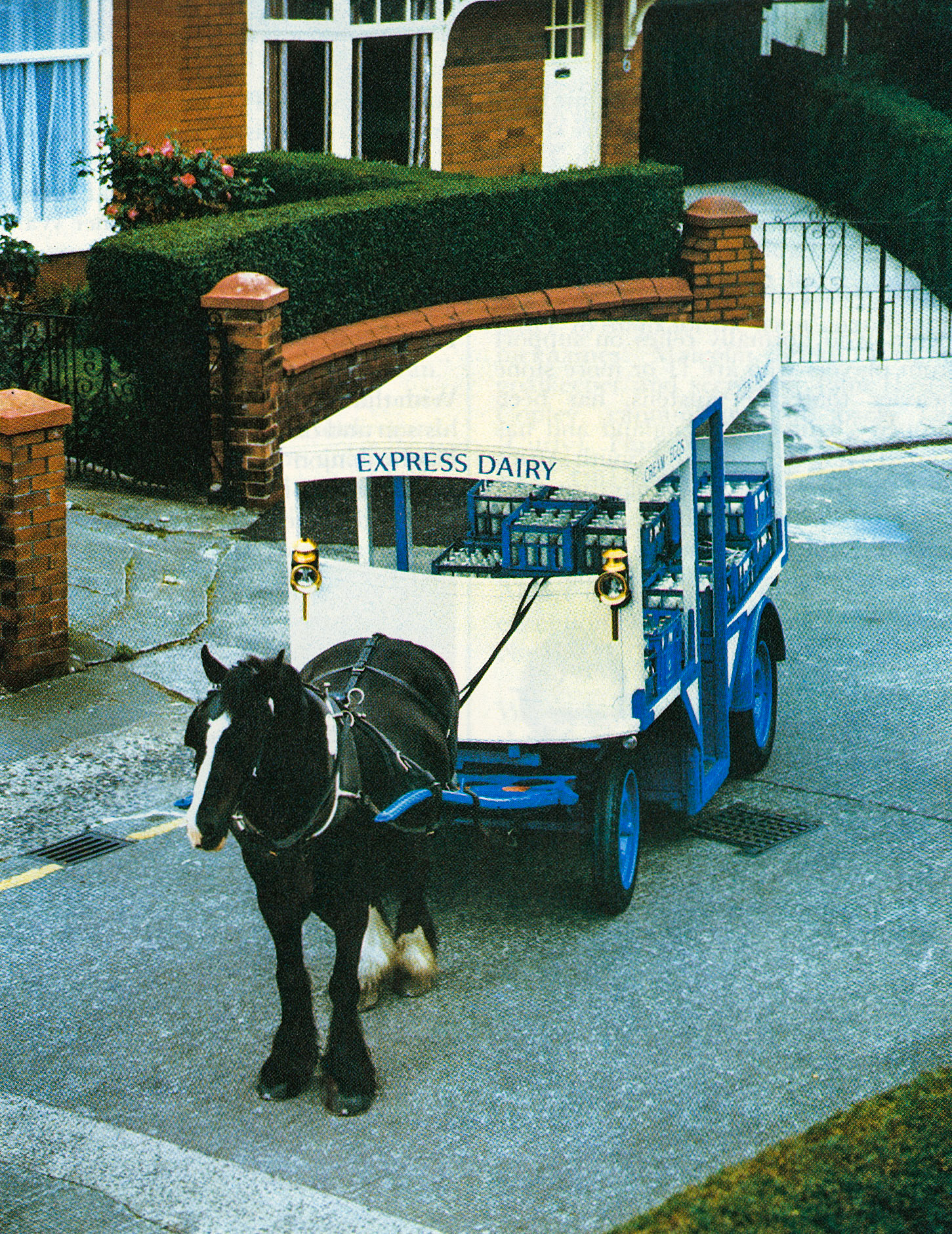 1981 Bob, the horse, shows off a refurbished milk cart near Lloyd Road in Manchester
