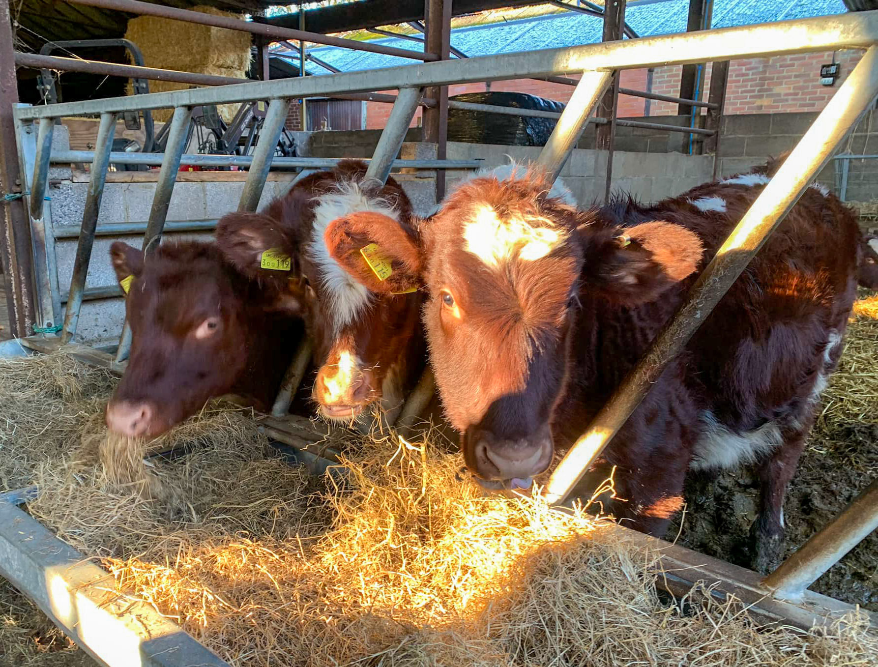 2022 College Farm (Courtesy College Farm FB)