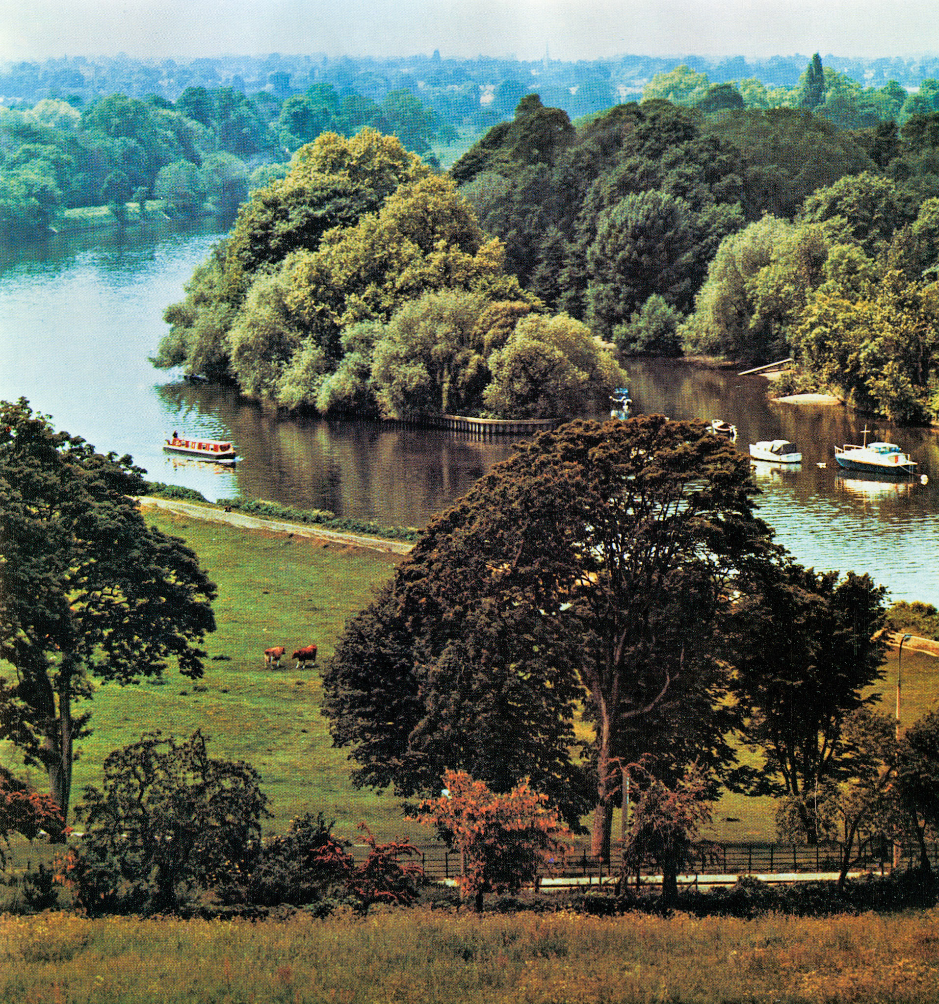 1975 View of Express's Petersham farm, with Guernsey cows grazing below Richmond Hill.