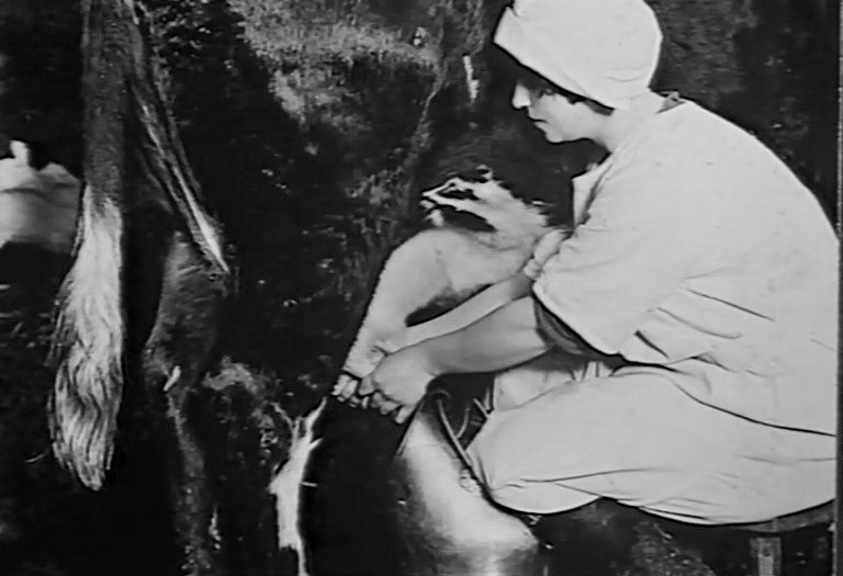 1880 College Farm was turned into a model dairy, where experimental techniques were tried, including bottling of milk. (Express 125 Years video still)