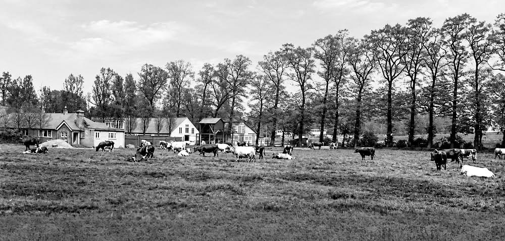 1960s? Sudbury Park Farm (Courtesy Robert Russell)