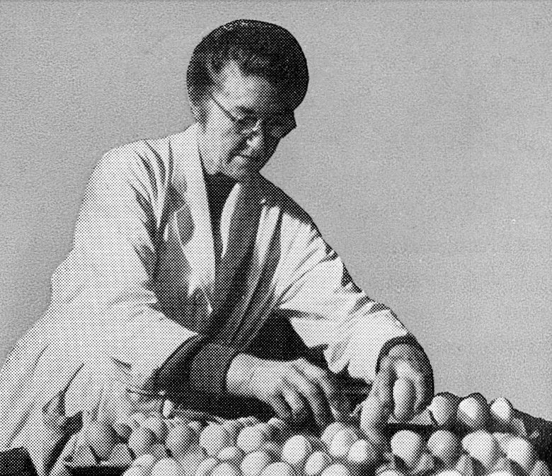 1957 Seaton Junction egg packing station - Mrs Elizabeth Harris checking quantities before quality checks start.