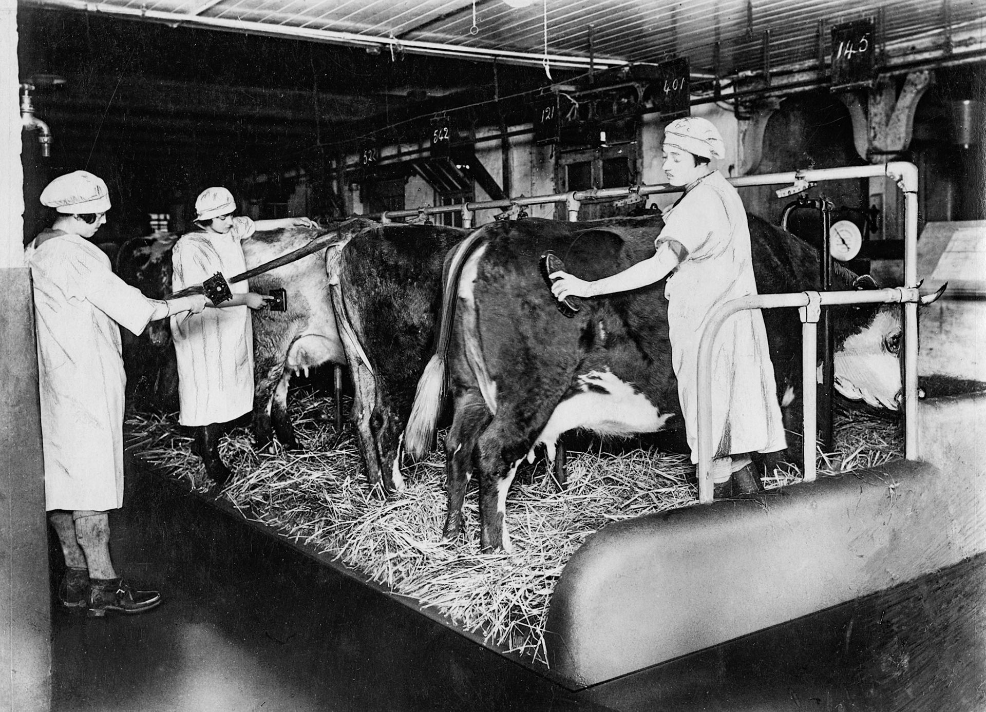 1925 Grooming cows at College Farm (Courtesy Paul Smith)