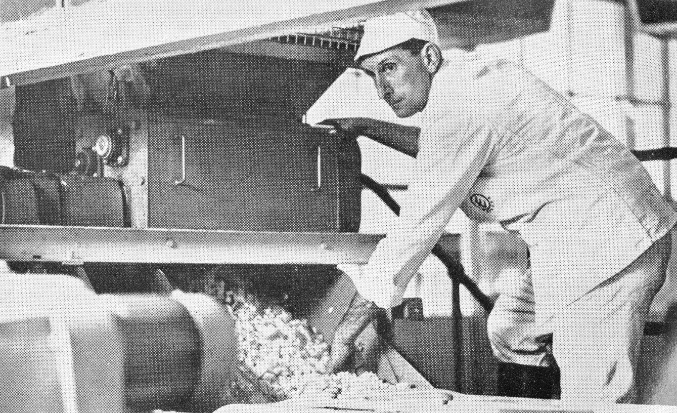 1971 Horace Raison milling cheese curd at Milborne. (Express News Summer)