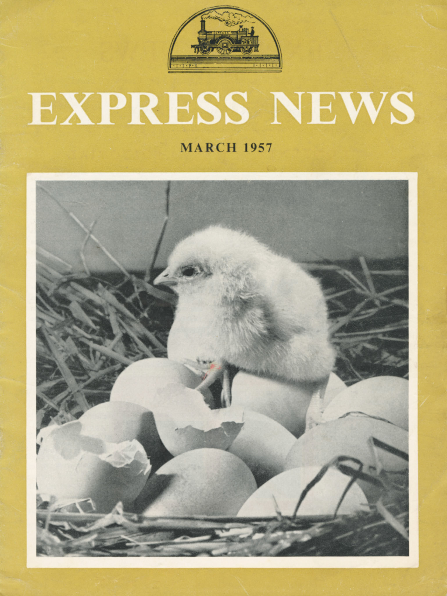 Over 5 years, this young chick will lay more than 700 eggs