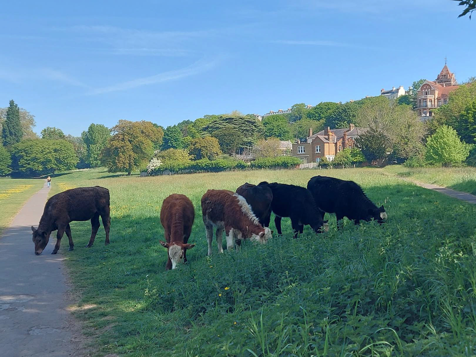 2025, October. The cows have left Petersham Meadows to return to their winter home at a farm in the South Downs. The grazing season, with 7 heifers provided by a new grazier, has been a great success. Grazier, cows and local residents all seem happy. The cows were moved out on October 29th, and the hope is that 10 will return in late April or early May. The management of the meadow in this way is considered to be an optimal method of land management. New technology will be trialled next year, using collars and GPS to manage the optimal movement of the cows around the meadow. It is hoped there will be some "meet the grazier and cows" days next Spring/Summer to promote awareness of the cows on the meadow. (Information from Jonathan Wheeldon, the Richmond Society representative on the Petersham Meadows advisory committee. Photo by Lizzie Danckwerts)