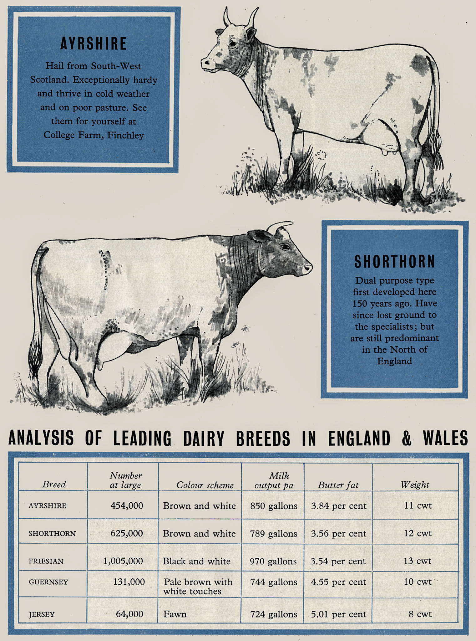 1960 Summary of dairy cattle breeds. (Express News Spring)