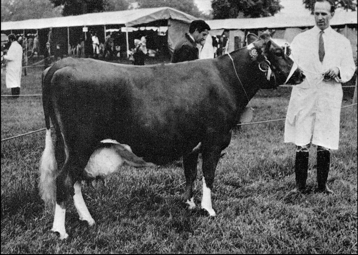1969 Petersham Pixie, queen of our Guernsey herd, wins the Hertfordshire County championship. Sharing the honours: Head Herdsman Ken Northover. (Express News Autumn)