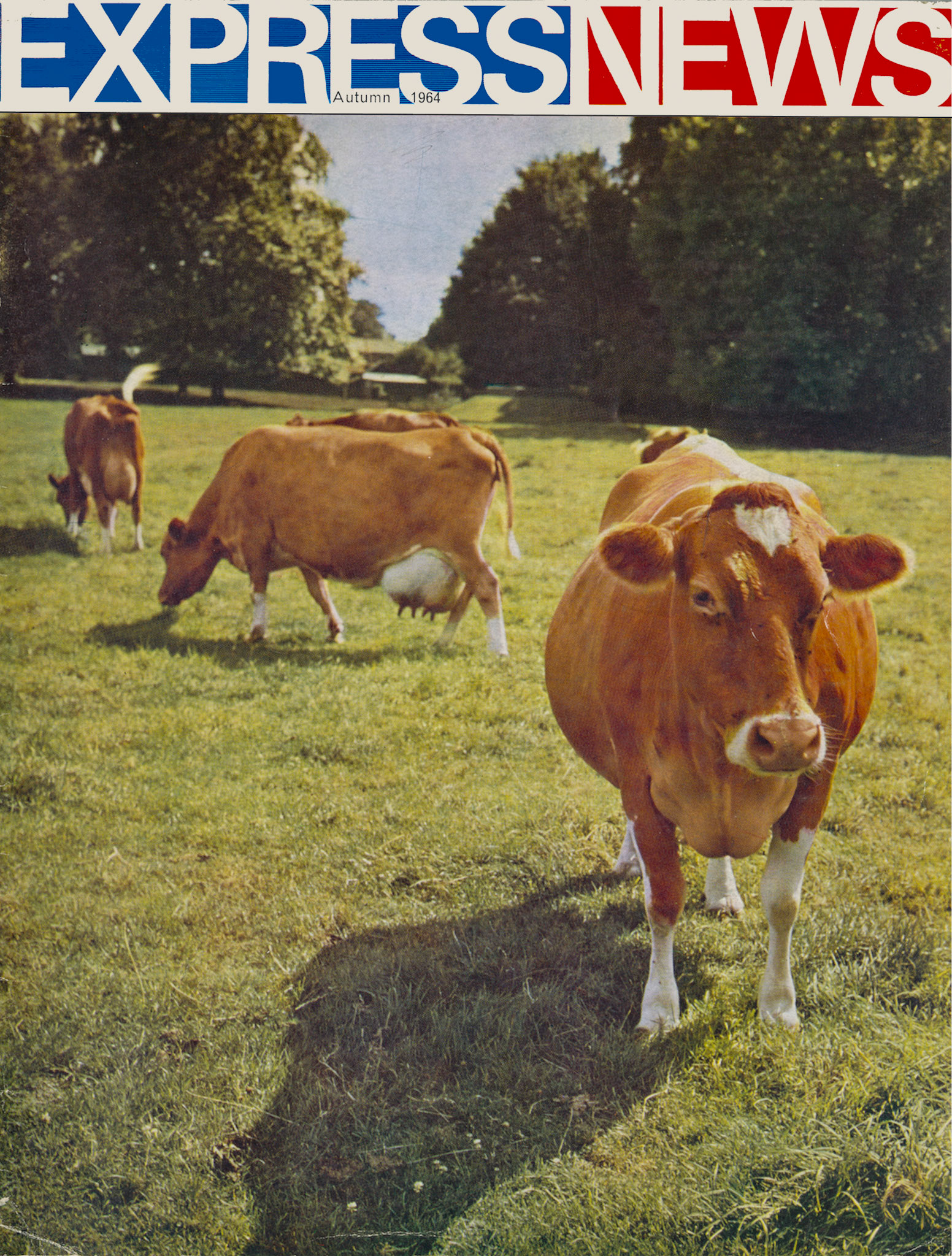 1964 Guernsey cows grazing at Petersham Farm. (Express News Autumn, Front Cover)