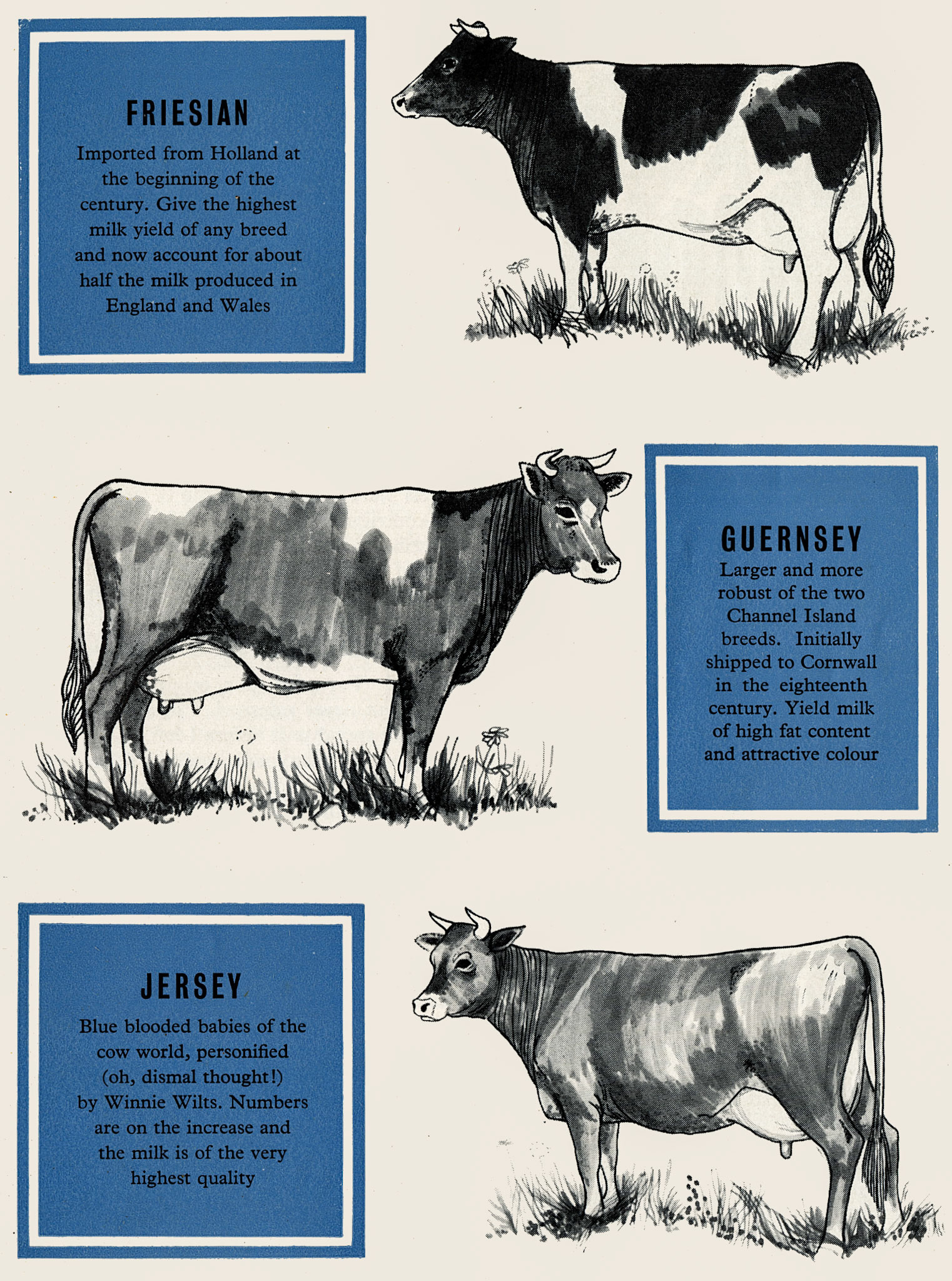 1960  Summary of dairy cattle breeds. (Express News Spring)