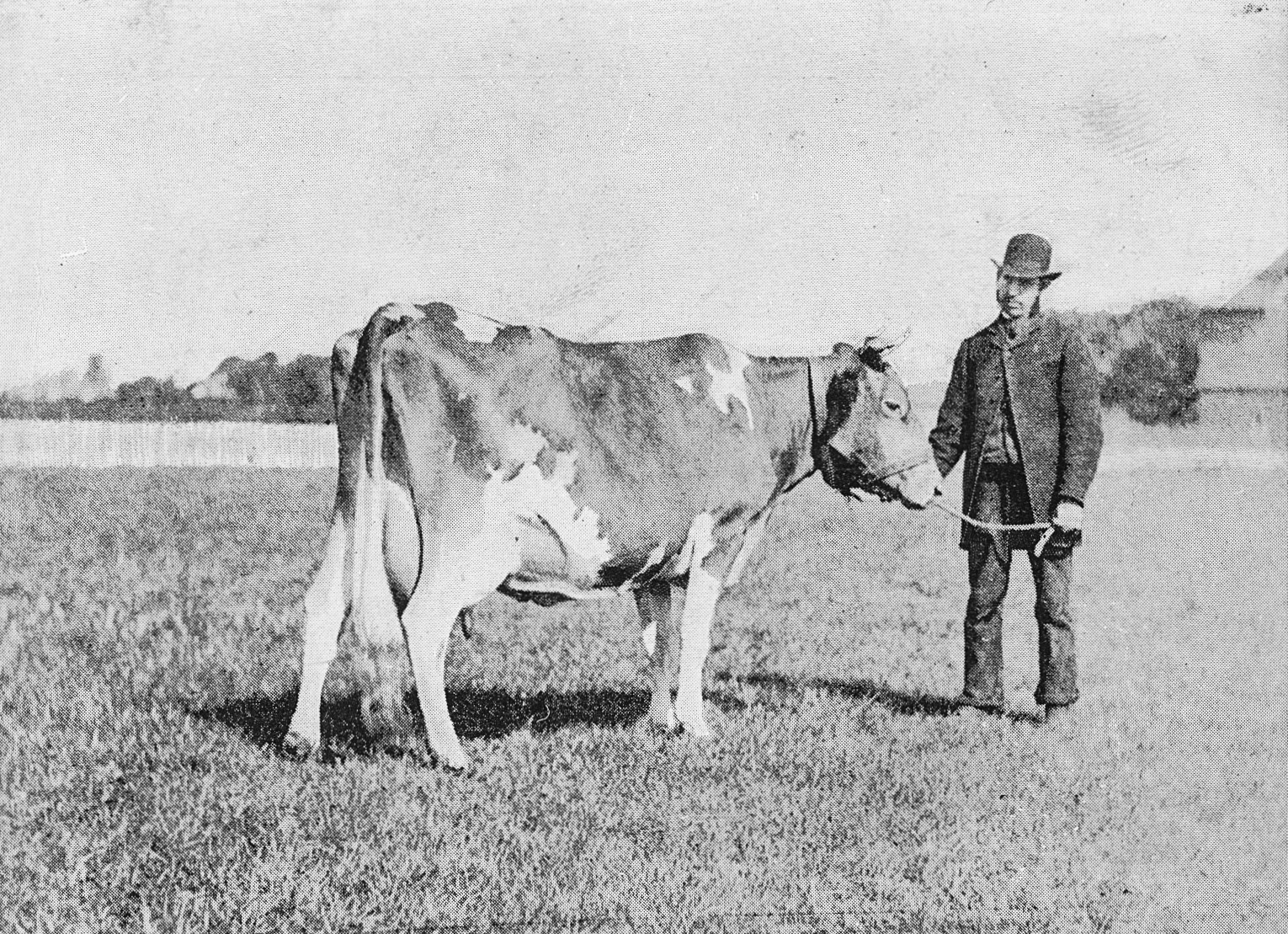 1893 'Ladybird 2nd' twice winner of silver medals and First Prize in Milking Competitions at Dairy Shows, and First Prize for Best Guernsey Cow. From 'Souvenir from Finchley' (Courtesy Brian Wastell)