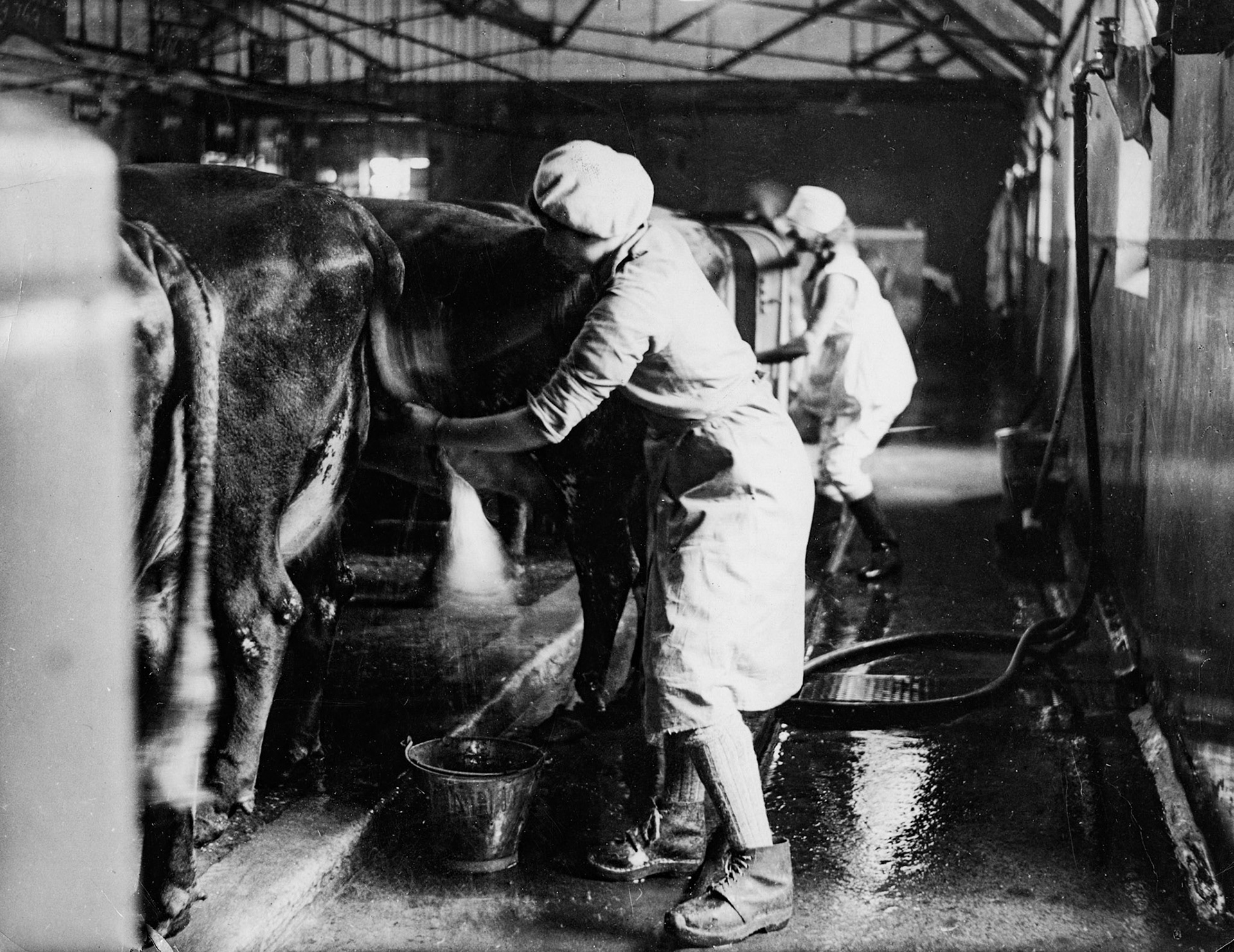 1928 Milking at College Farm (Courtesy Paul Smith)