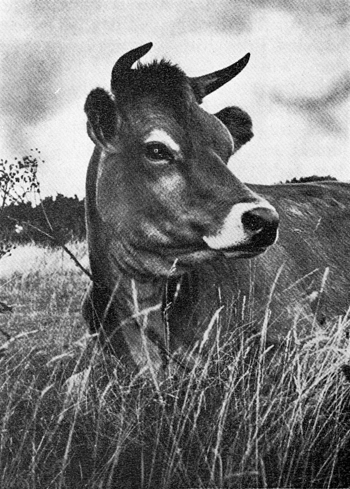 1956 Back Cover image of First Edition of 'Express News' January (not in my collection)