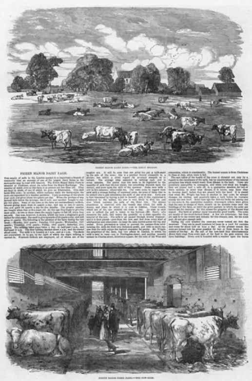 1853 Friern Manor Dairy Farm. (Courtesy The Illustrated London News, 11 June 1853)