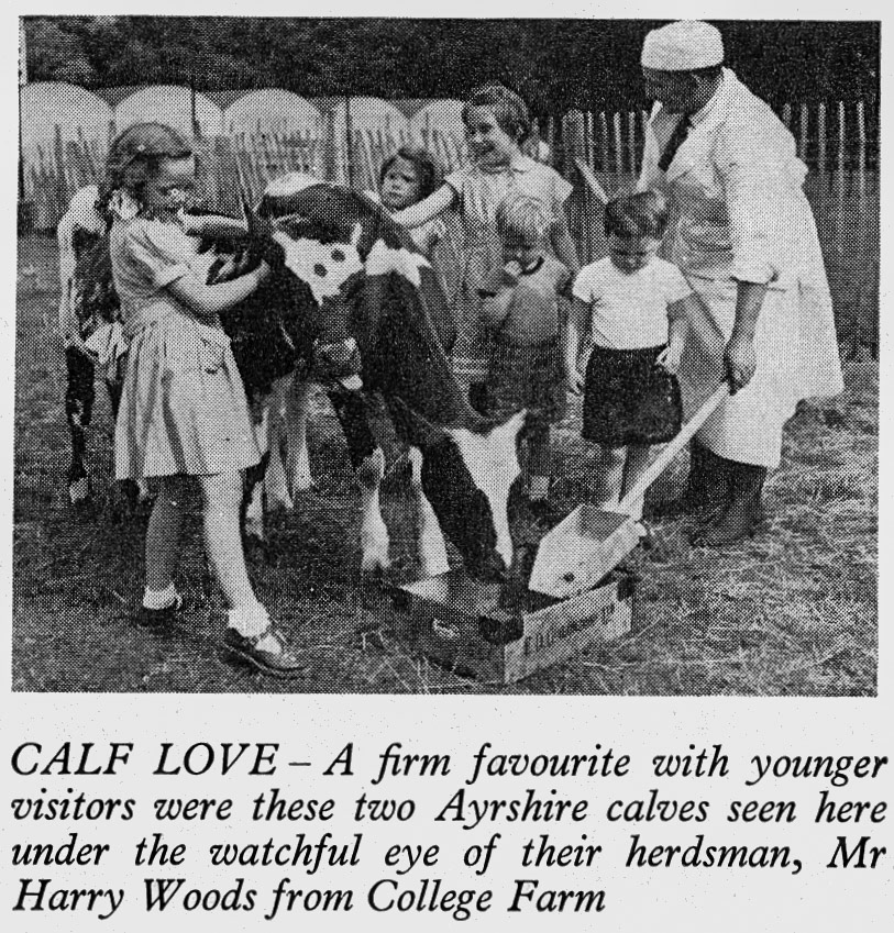 1956 Festival of Britain featured Ayrshire calves from College Farm, tended by Harry Woods. (Express News September)