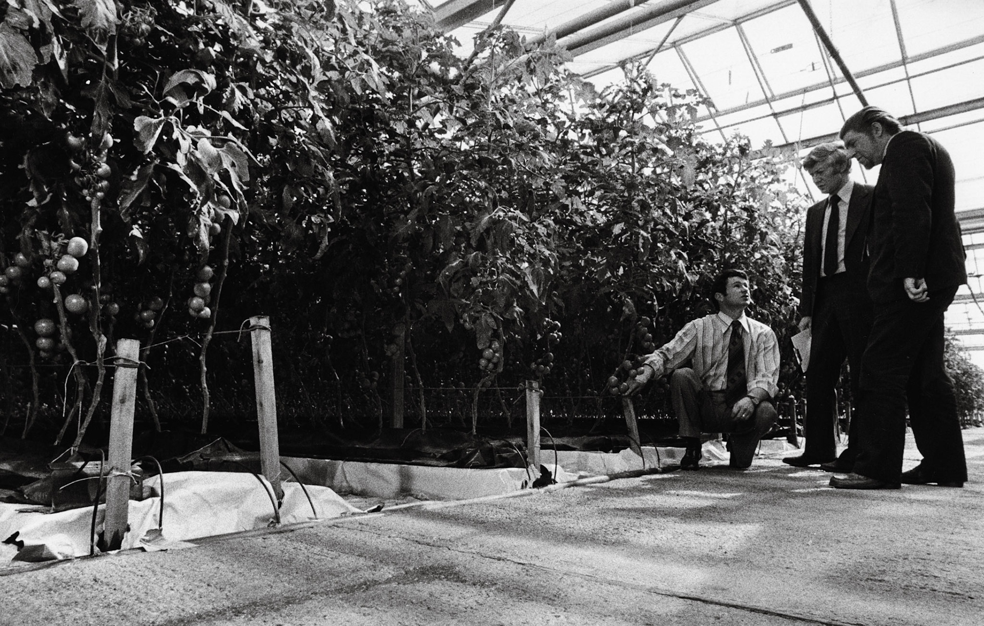 1979 Exel Project at Drax: Deryck Ryall-Manager and Horticulturalist, Brian Gray (Express), Malcolm Taylor-CEGB (Courtesy Tim Gray)