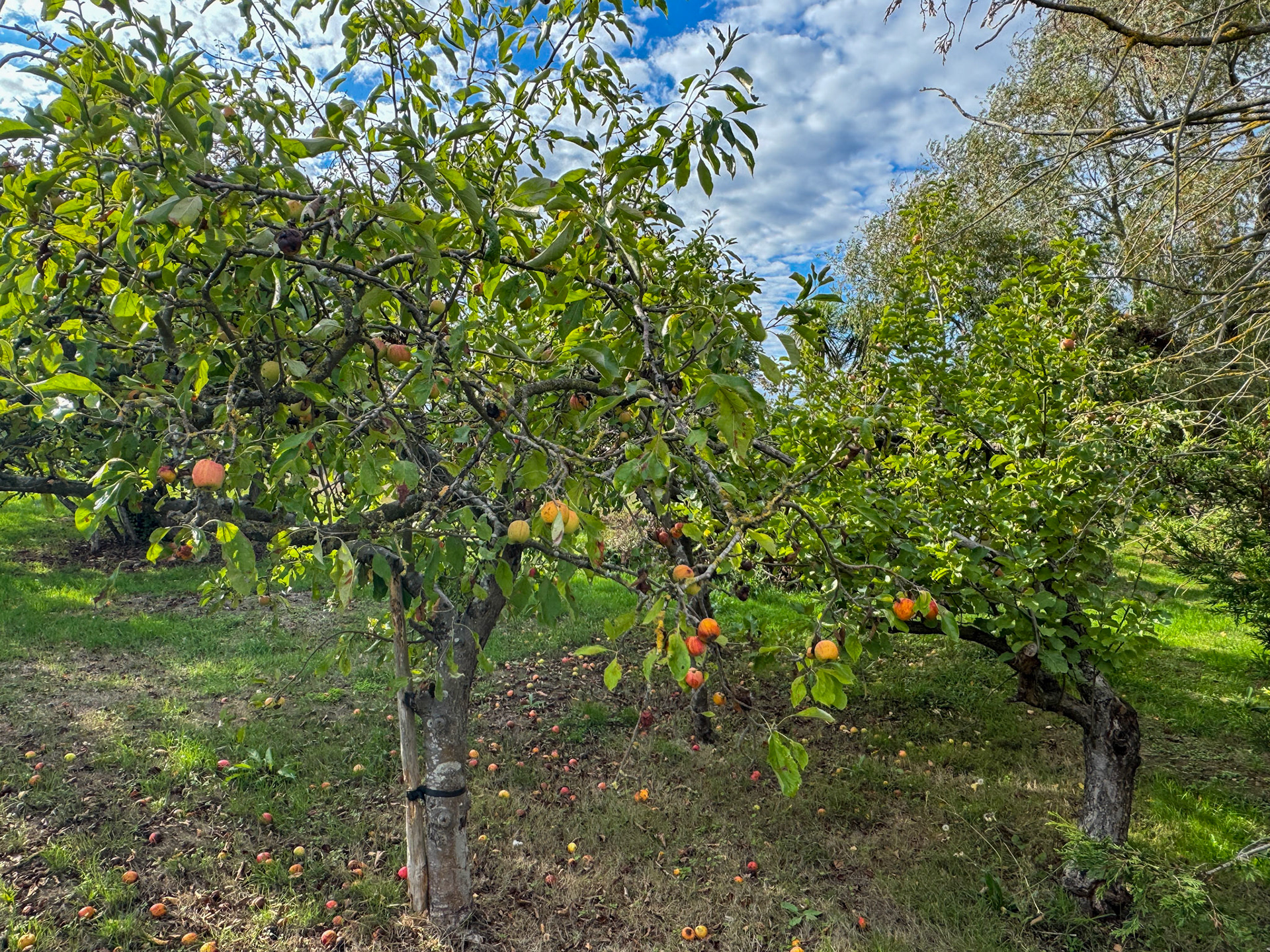 2026 Orchards in the garden of Little London Farm, Wash Lane, Little Totham which attracted Jack Cohen to move to the area in the 1950s and 1960s. (Express Dairy Tales photo)