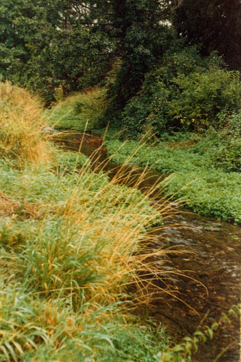 1970's Drought (Courtesy Joe Lyons)