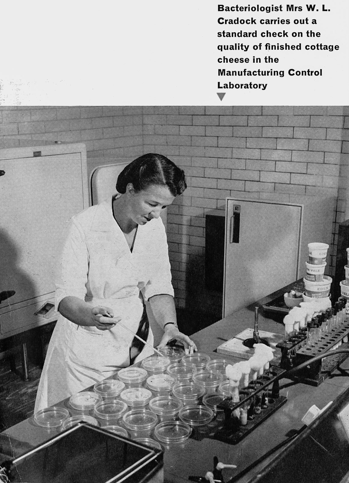 1963 Staplemead-extract from feature article-Bacteriologist Mrs W.L. Cradock carries out checks on cottage cheese. (Express News Autumn)