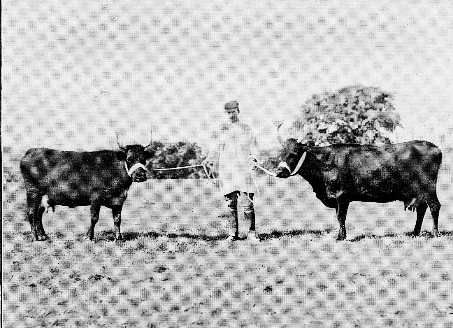 1893 Kerry Cows 'Lady Kenmare' winner of second prize, Royal Show at Warwick in 1892, and 'Killarney', winner of First Prize milking competition Dairy Show 1892. From 'Souvenir from Finchley' (Courtesy Brian Wastell)