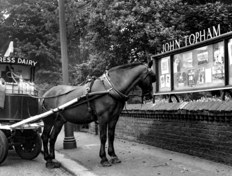 1930's? Sidcup - Main Road with horse drawing Express Dairy cart. Edmund Hobby writes in 2025: "It's some 62 yrs since I left Sidcup, so my memory might be suspect. 'Ginger' (due to his hair) always smoked a pipe, I am sure his name was Frank Hodges and he lived at Swanley, commuting on his Panther motorcycle with a sidecar. He had a daughter who might, if still with us, be around 80 plus. His horse and milk float was used for a round that went out and maybe beyond Upper Ruxley, on the old A20. The milkman was Harry Rose. He lived just up the road from us in Lincoln Road, Sidcup - his round involved hilly work going out and coming back. There was definitely an Express Shop in Sidcup High Street, behind which was Nelson Place where the yard was. I only went into the yard perhaps twice as Express Dairy frowned upon milk boys. One Christmas, 'Ginger' had a few drinks, it had been snowing and we had one of the 'big' four wheel floats. I remember him telling me to bring the float down the road. I remember that the allocated float was one of the pedestrian controlled three-wheelers. When we had finished the round, ironically in my road, he would sit on the 'joystick' and ride it back to the depot. No copper every stopped him.  Oh dear, perhaps I should not admit to the offences as I am now a retired police officer! They were hard days but did me no harm." (Courtesy TopFoto independent historic photographs)