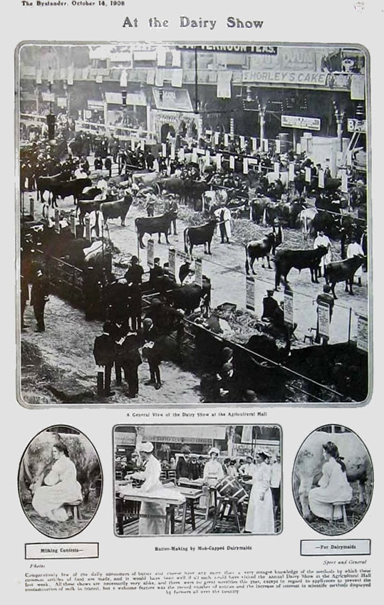 1908 Dairy Show-Agricultural Hall, Islington. (Courtesy The Bystander, eBay)