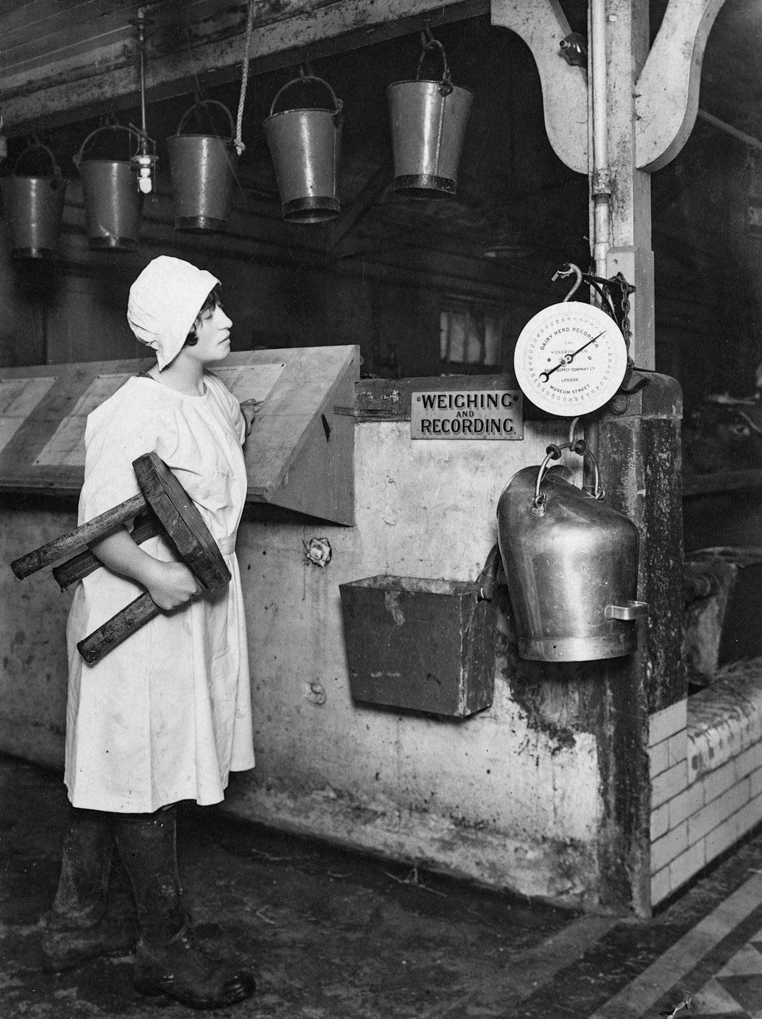 1928 Weighing and recording of milk yields at College Farm (Courtesy Paul Smith)