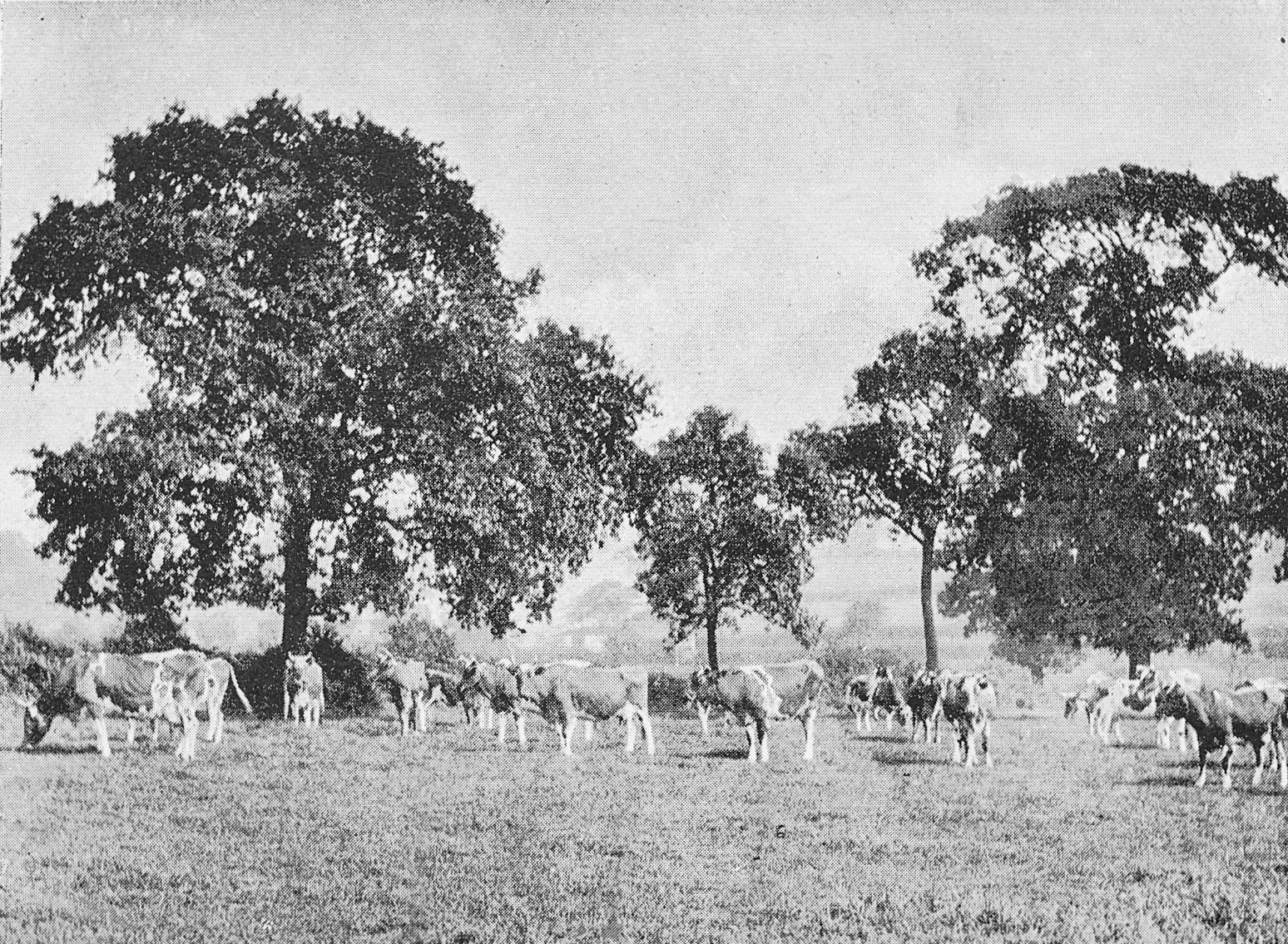 1893 The Guernsey Herd at Pasture. From 'Souvenir from Finchley' (Courtesy Brian Wastell)
