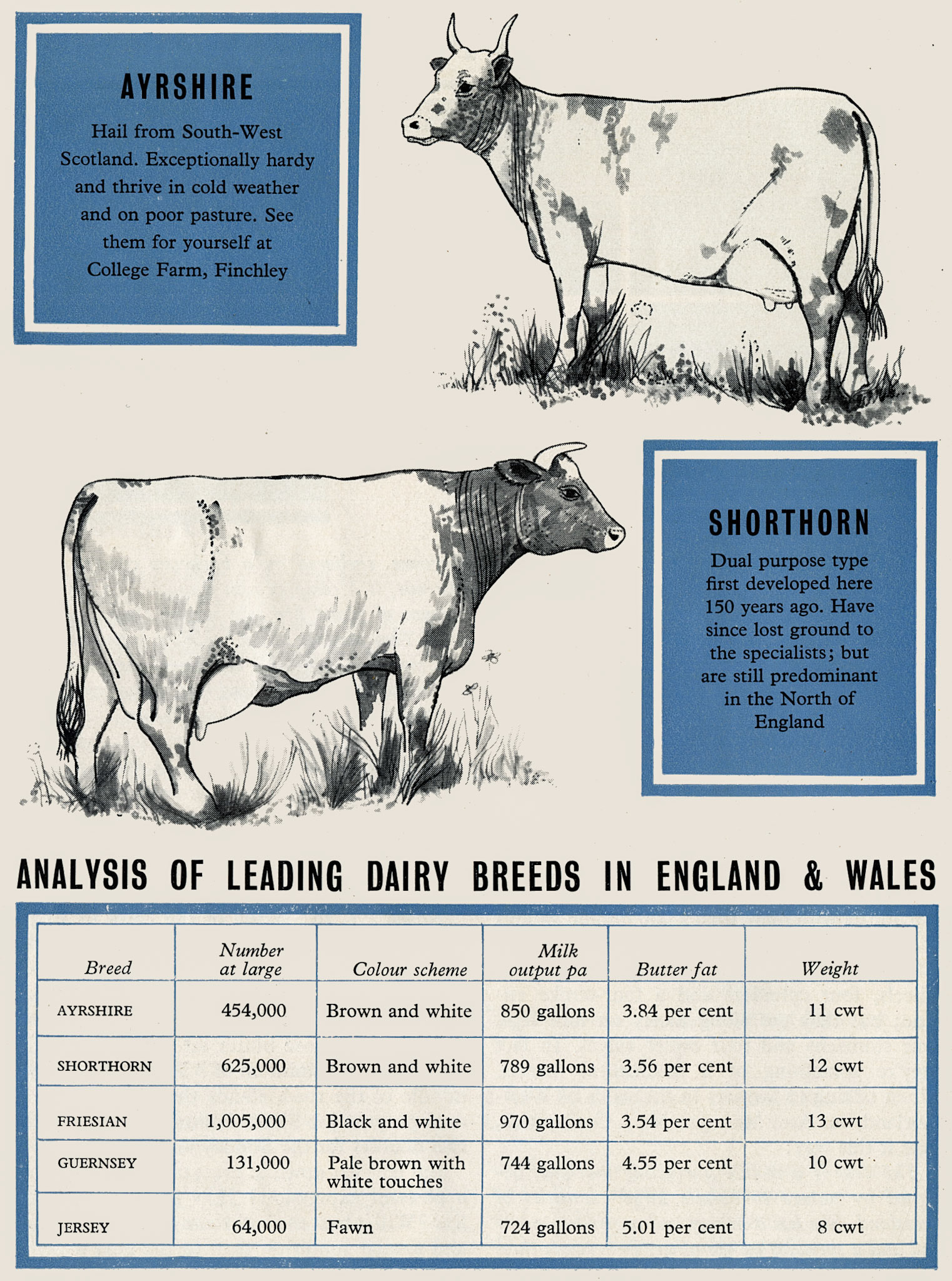 1960  Summary of dairy cattle breeds. (Express News Spring)
