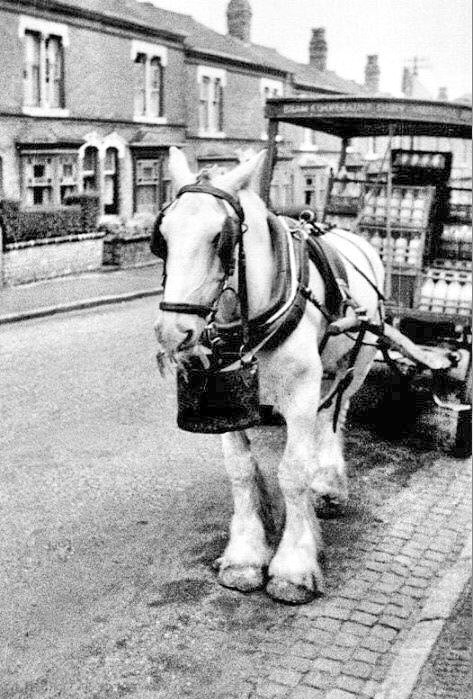 1950's? Steve Hilton comments "Who can remember these when Halls Farm used to deliver the milk like this? My mum made me go out with a bucket and shovel, she used to say it's for roses." (Courtesy Steve Hilton, Memories of Pinner FB Group, 2017)
