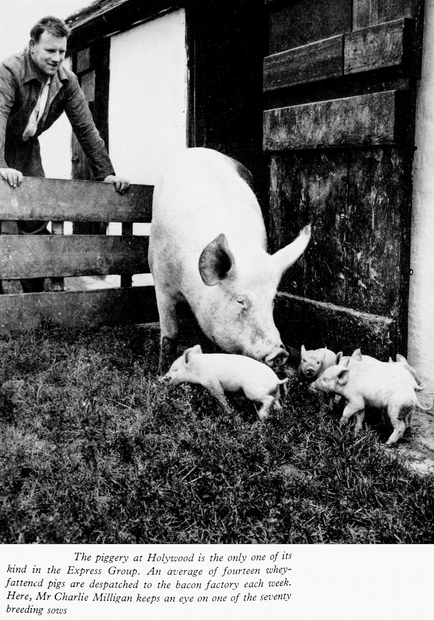 1961 Holywood piggery, where around 14 whey-fattened pigs are sent for bacon each week. There are 70 breeding sows, looked after by Mr Charlie Milligan. (Express News Autumn)