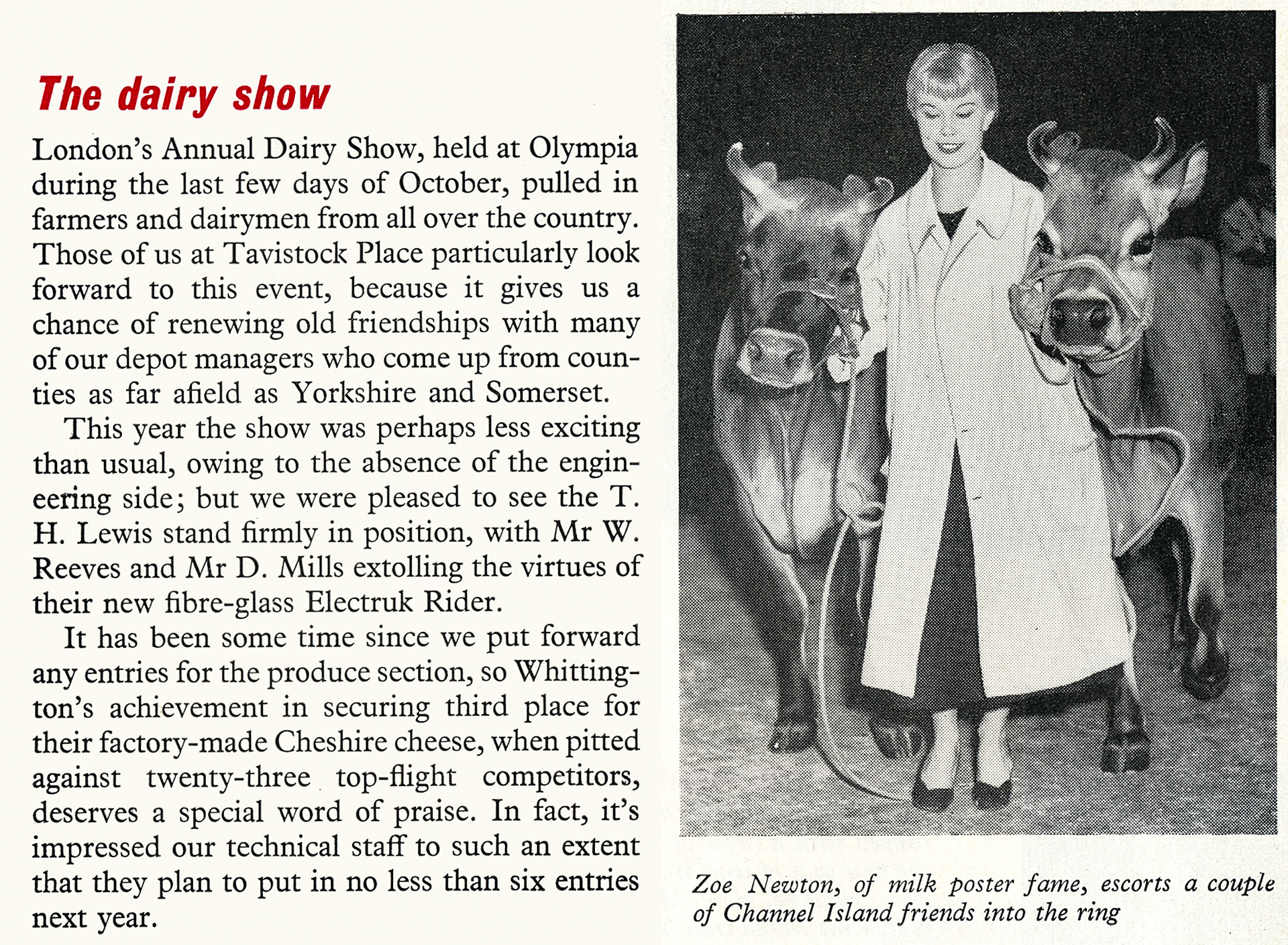 1956 The London Dairy Show includes Zoe Newton with Jersey cows, T.H. Lewis with Electruk Rider and Whittington with Cheshire Cheese award. (Express News December)