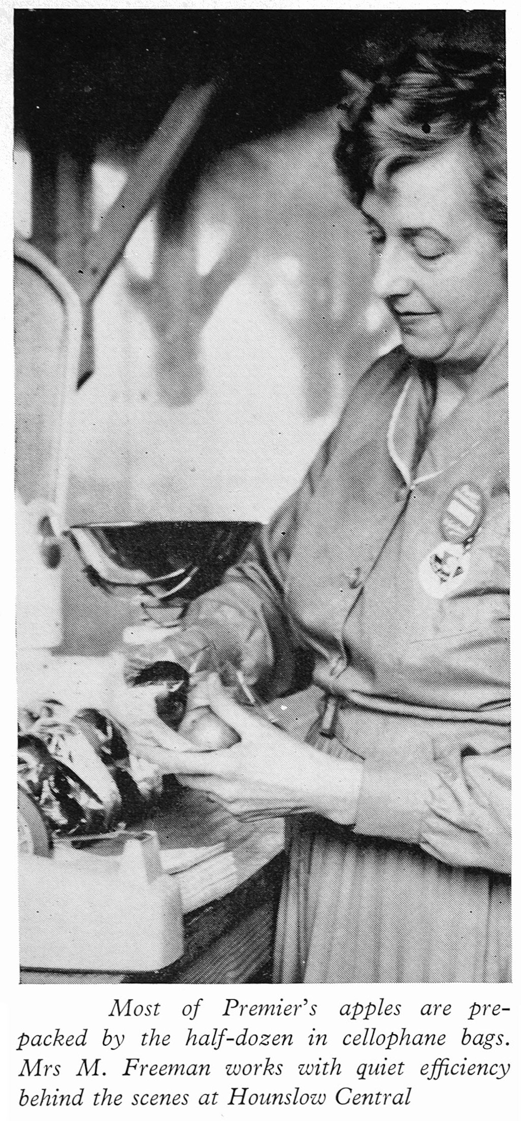 1962 Feature article about fruit and vegetable sales pictures Mrs M. Freeman, bagging apples at Hounslow Central supermarket. (Express News Autumn)