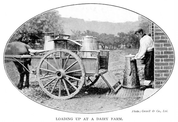 1910 Loading milk churns onto a horse-drawn milk cart at a dairy farm. (Courtesy Mary Evans Picture Library)