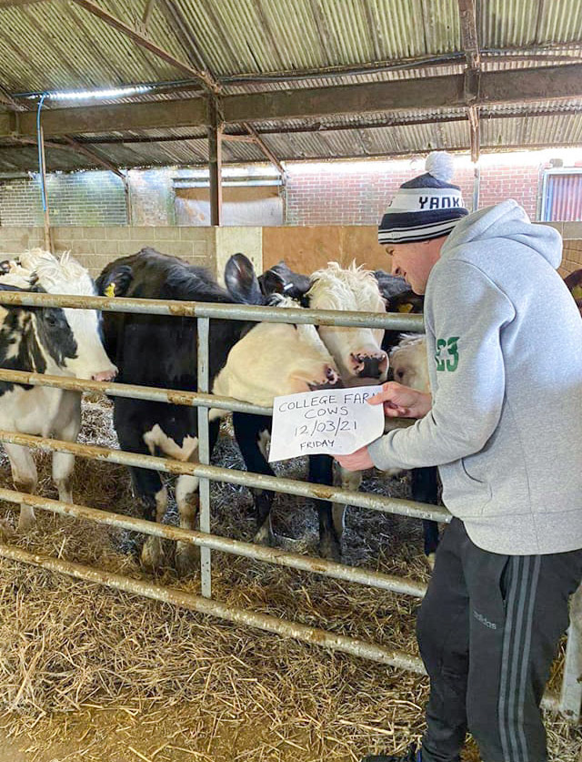 2021 College Farm. Peter comments "Here's a pic of the cows in the barn for any doubters (that there are still cattle on the farm). David posing nicely. (Courtesy Peter Lyons)