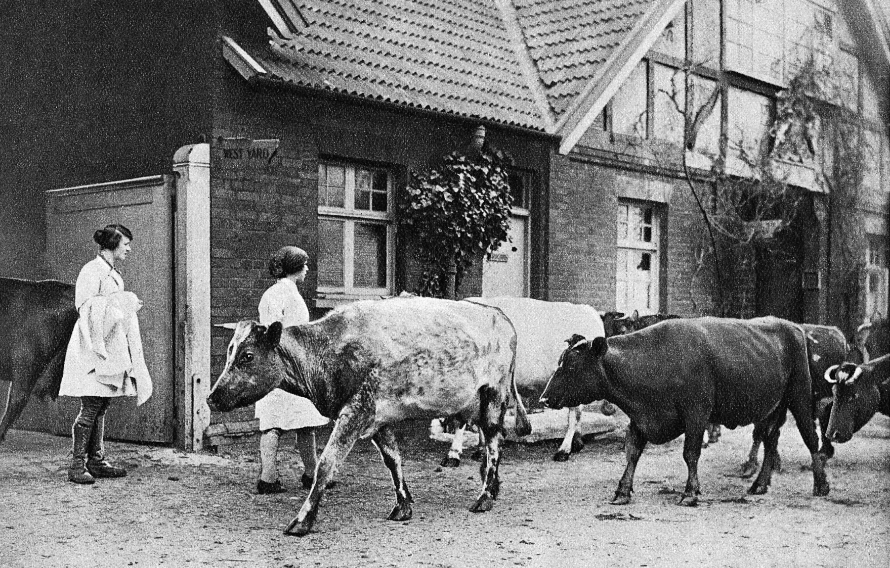 1940's College Farm-West Yard, "At work at a Model Dairy Farm, Cows going into the milking sheds after grazing". (Express Dairy Tales Collection)