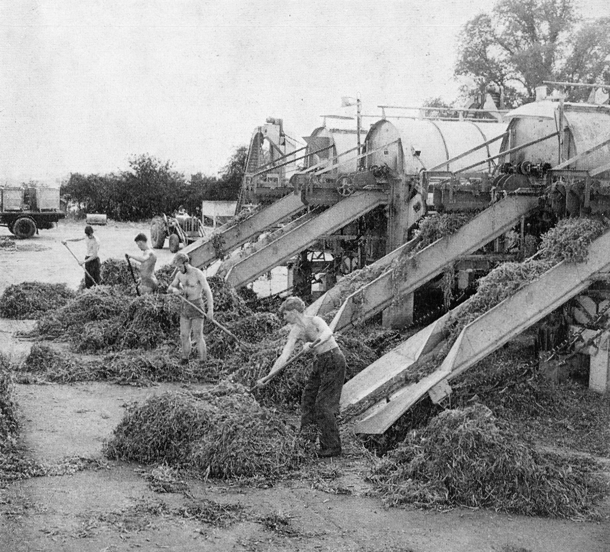 1963 Goldhanger Fruit Farm, Essex. Brian Pavitt comments "Don't know if was later, but peas also came from Lord Rayleigh's farms in Hatfield Peverel, Peter Philpot-Billericay, and Rankin Farms in Rochford. Remember also small tanks of peas from Romney Marsh Viners. I used to sit above the tanks at Rivenhall with ton blocks of ice, chipping away with a hammer and chisel putting ice in the tanks to keep the peas chilled. Aged 14." (Express News Autumn)
