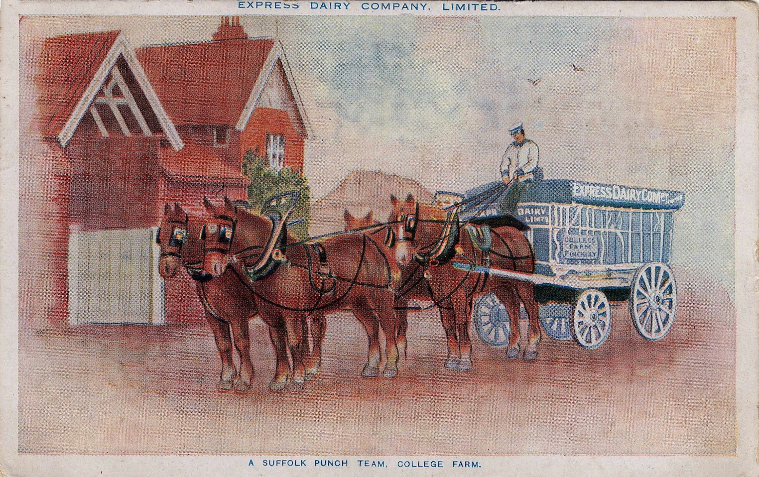1900's? College Farm/ Frith Manor Farm, Suffolk Punch Team. Elisabeth Torry comments "My Dad, Syd Whatling, worked at College Farm sometimes. He was a farrier based at Frith Manor Farm where we lived from around 1947. There were two horses who lived on the farm. Taffy who looked similar to the ones here and Babs (Ashfield Sensation); they both went to various shows. When there were no longer any horses he worked in the yard at Hendon Quadrant, in the late 50's. I used to pop in on the way home from Kilburn Polytechnic and ask him if I could go out that night, then say to my Mum 'Dad said I could go out'. After that he worked at Tithe Farm. He was a lovely man and great father". (Courtesy Paul Smith)
