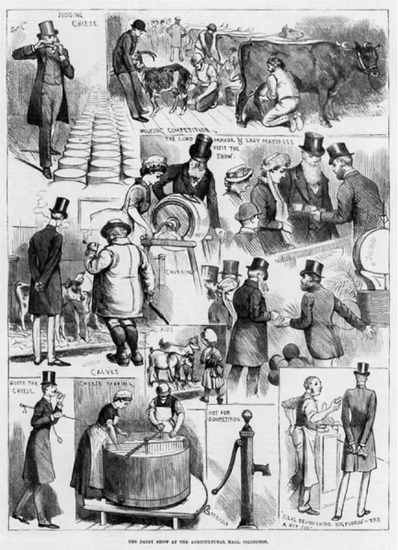 1883 The Dairy Show at the Agricultural Hall, Islington. Engraving by Arthur Courbould, The Illustrated London News, 13 October 1883. (Courtesy Look and Learn / Illustrated Papers Collection.)