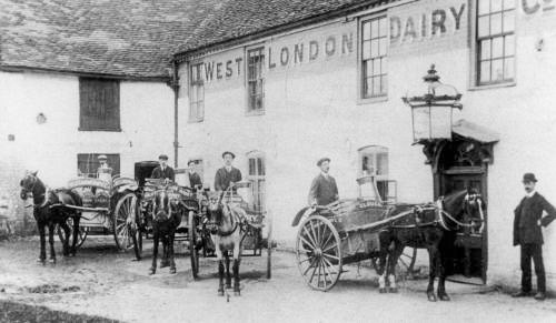 1910 Horse-drawn milk carts in front of Upton Dairy, Albert Street, Slough. Upton Dairy appears to have been part of West London Dairy whose name appears on the side of the building. The dairy eventually became owned by Neville and Griffin. The Red Cow Inn left this site by 1837 and moved to the opposite side of the road. (Courtesy Reg Harrison Collection, Slough Library)