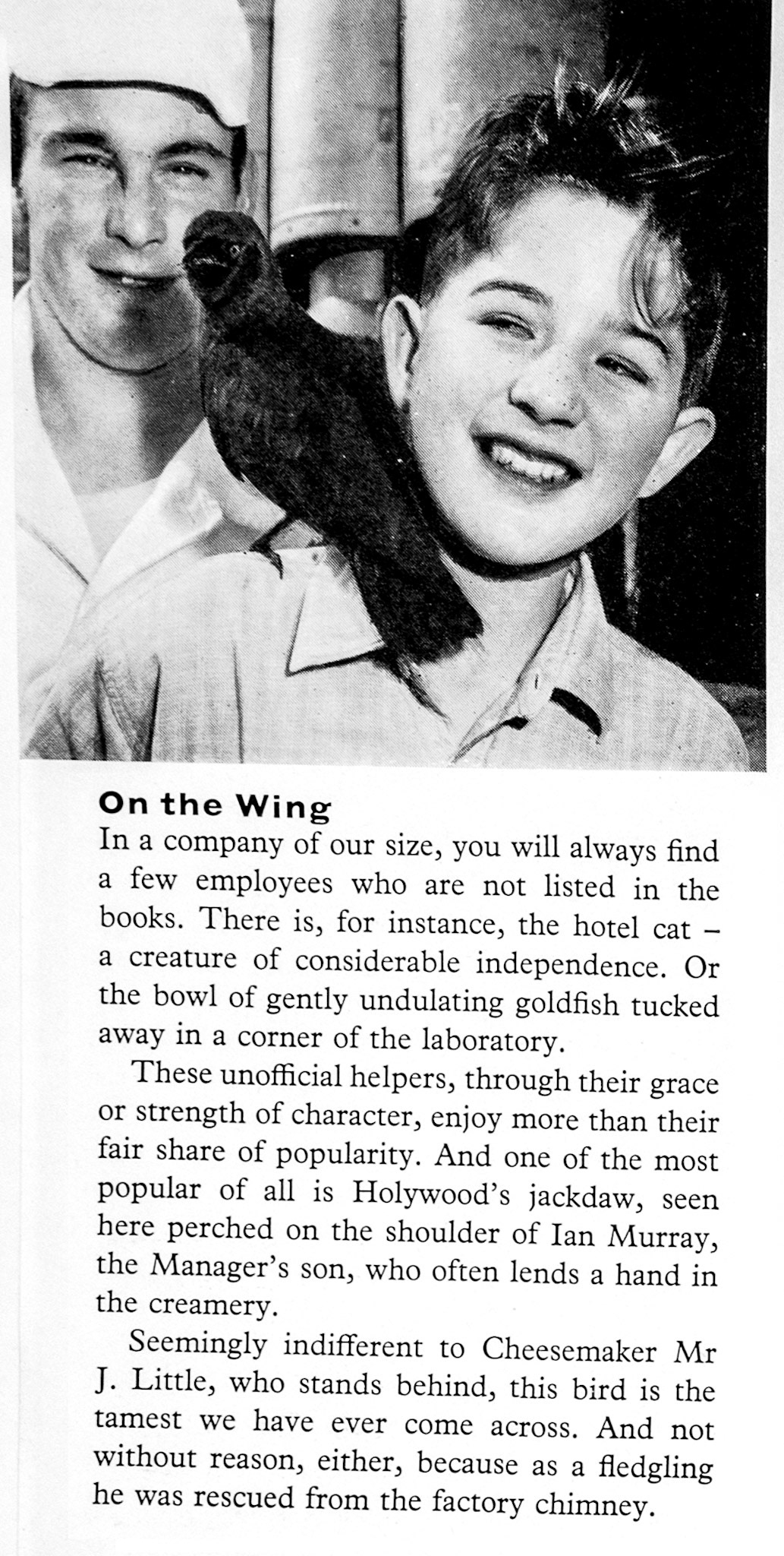 1961 Holywood's tame jackdaw with Cheesemaker Mr J. Little and Ian Murray, the manager's son. (Express News Autumn)