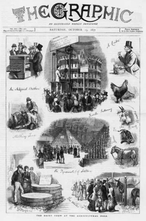 1877 The Dairy Show at the Agricultural Hall. From cover of 'The Graphic' (published on 13 October 1877. (Courtesy Look and Learn / Peter Jackson Collection)