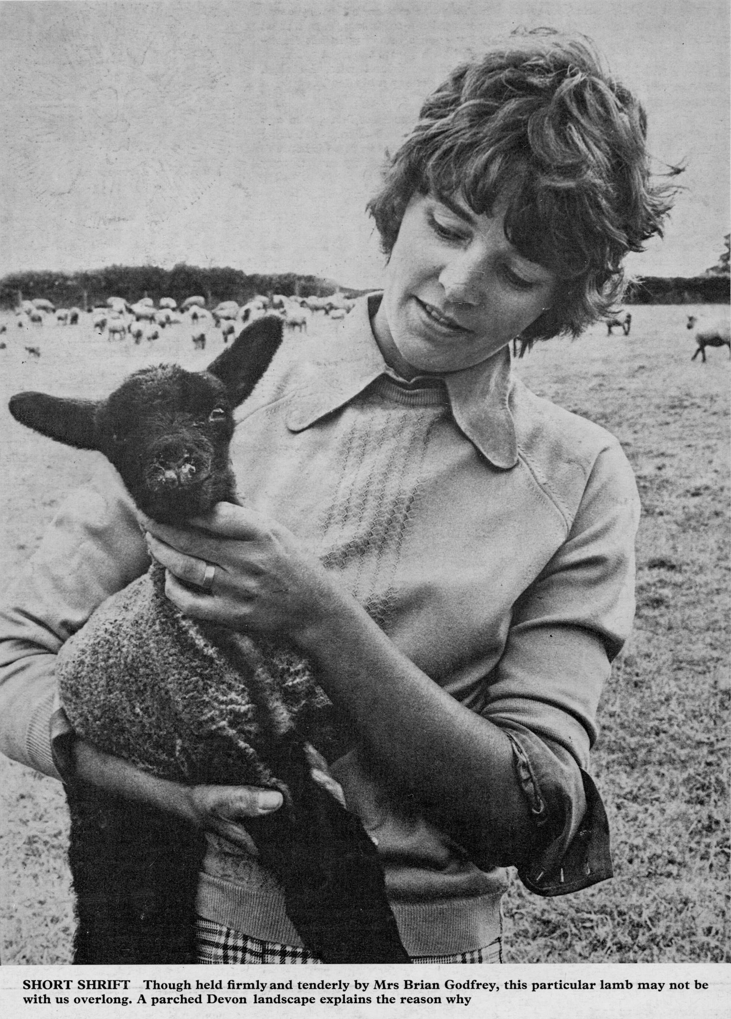 1976 After a drought in Devon, Mrs Brian Godfrey holds a lamb