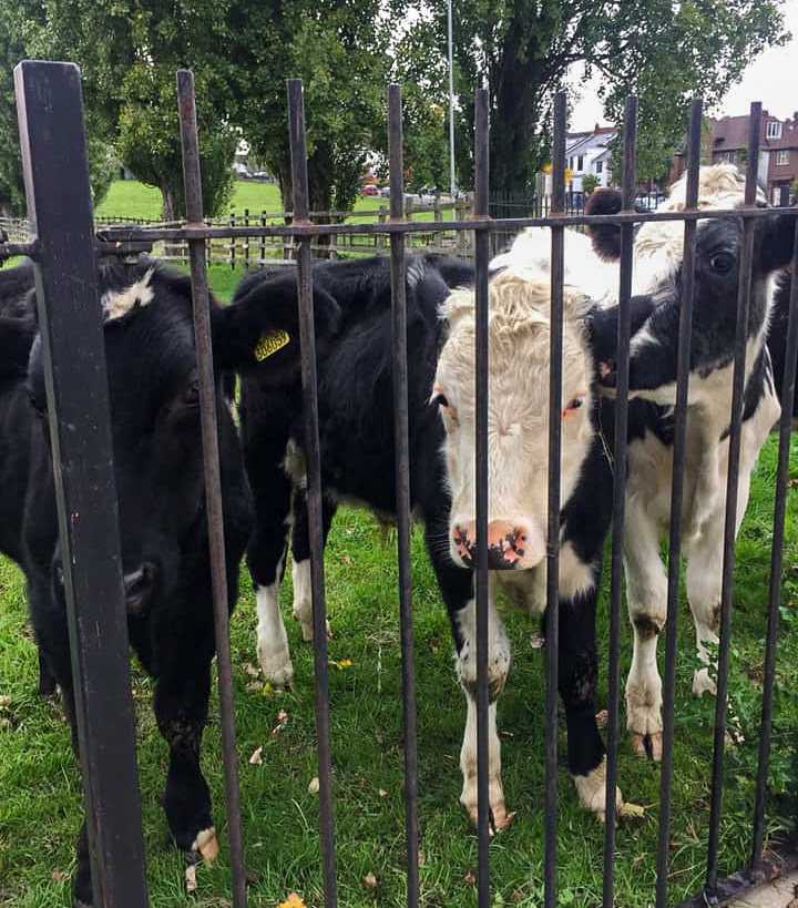 2020 College Farm cattle. Leona comments "My infants school was a walk away and I remember being taken here to see the cows being milked and learn about pasteurisation. A few weeks ago, on 18th October, I walked by and took this pic." (Courtesy Leona Simons)