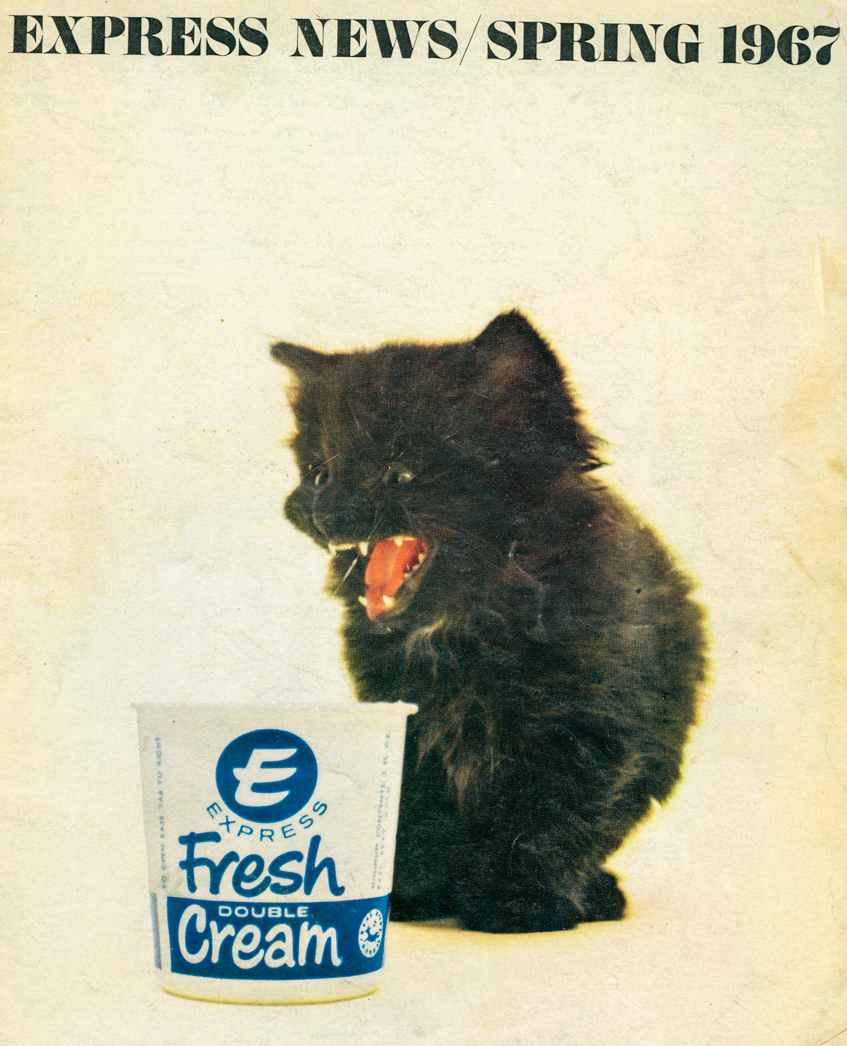 Kitten likes Double Cream!
