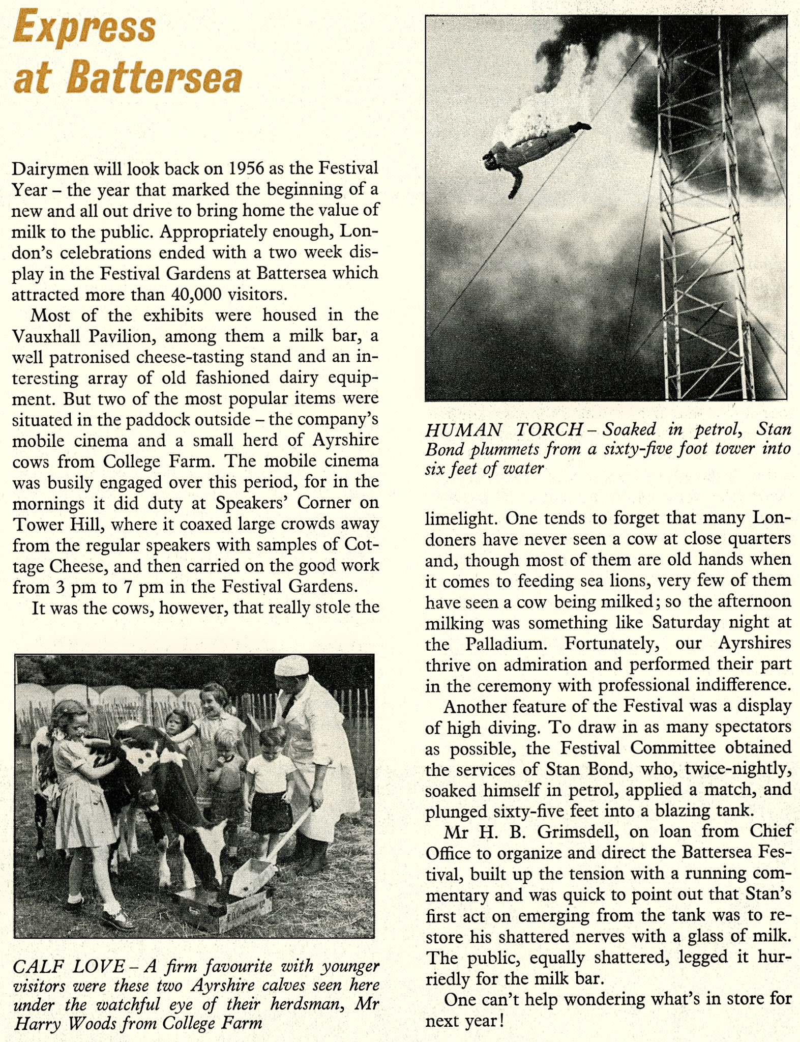 1956 Festival in Battersea Park featured Ayrshire calves from College Farm. (Express News September)