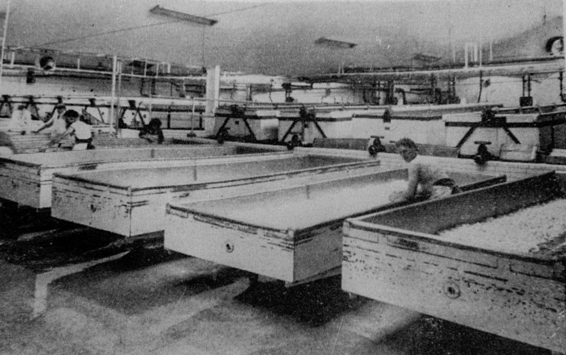1970's Minsterley. Patrick Taylor comments "Hard Cheese room, the vats above the ones in the foreground were filled with milk and rennet was then added to curdle the milk. This was then agitated and when it reached the correct texture it was drained into the lower vats and the whey was drained off. Further agitation then took place until a more dry crumb texture was achieved. The product was then put through a mill which cut the cheese into smaller pieces and then into buckets with small holes in-these buckets held approximately 56 lbs> They were then compressed to remove any remaining whey and the block of cheese was ready to be wrapped in linen for storage.Dave Jones adds "I can remember Jean, bless her soul, adding salt as the small chunks went up the conveyer belt." Chris Evans comments "My dad and father-in-law worked in there: Sid Evans and Jack Williams." (Joe Lyons Collection)